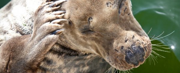 Scientists now know why scratching makes you more itchy