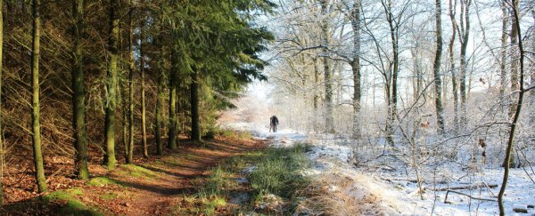 Immune system genes relax during winter, new research suggests