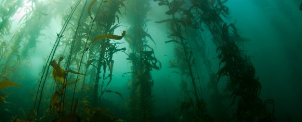 Researchers are farming seaweed and turning it into fuel and food