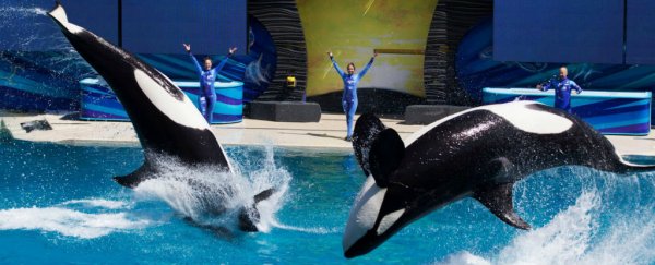 Seaworld just ended all of its captive orca breeding programs - here's why it took so long