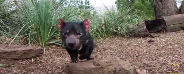 Watch: Here's what you need to know about Devil Facial Tumour Disease
