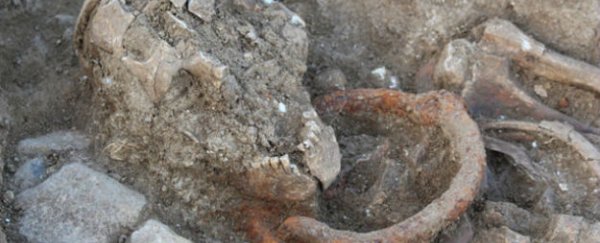 Shackled skeletons unearthed in large Roman graveyard