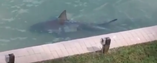 WATCH: Amazing footage of huge shark swimming alongside waterfront residence