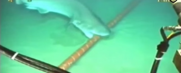 WATCH: Authorities suspect a shark tried to eat Vietnam's Internet