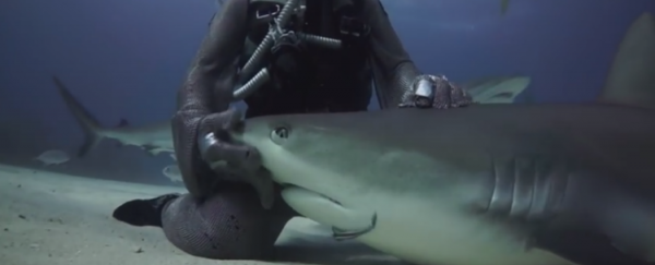 WATCH: Diver coaxes shark into a tonic state, and it's beautiful