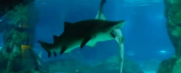 WATCH: Big shark eats little shark in Seoul aquarium