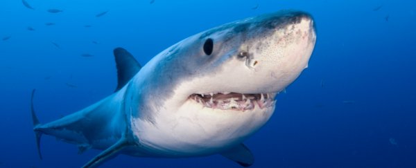 Shark bites really are more deadly in Australia, and here's why