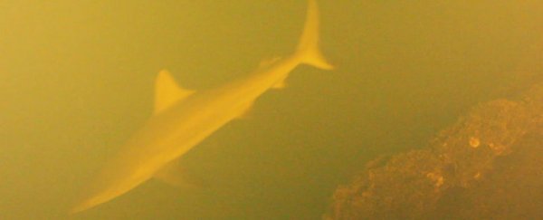 Watch: Sharks have been discovered living in an active underwater volcano