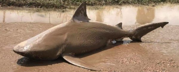 Australia's cyclone is so powerful, it just dumped a bull shark in the middle of the road