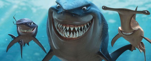 Some sharks really are ballsier than others, scientists find