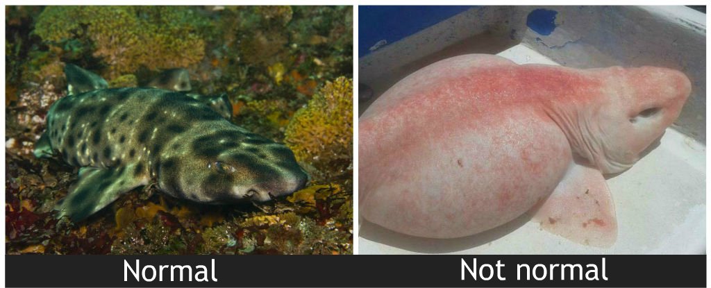 A Fat, Weird �Swellshark� Just Appeared in Mexico And It