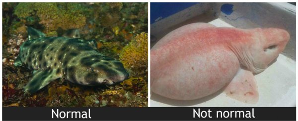 A fat, weird 'swellshark' just appeared in Mexico - and it's not supposed to be this pink