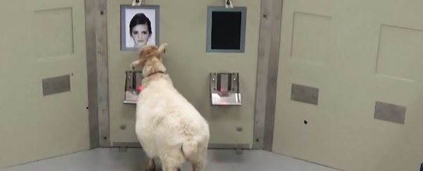Sheep can recognise celebrity faces from photos alone, which is crazy