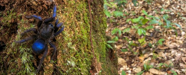 A stunning blue tarantula and its friends were just discovered in South America