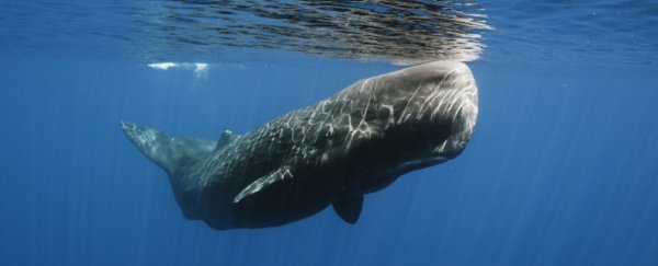 Science says sperm whales live in clans and learn a 'language'