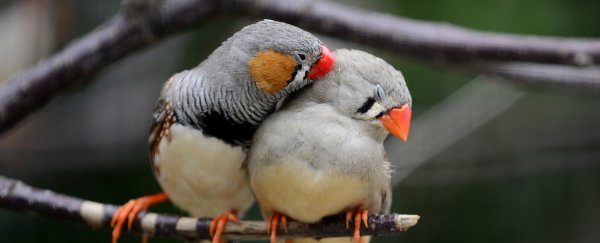 Drunk birds “slur” their songs, just like us