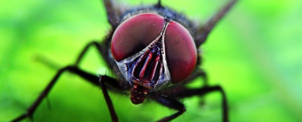 Your house is a gigantic bug habitat, and there's nothing you can do about it
