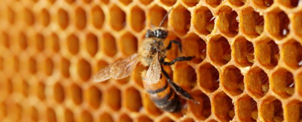 World's first ‘bee highway’ is being constructed in Norway
