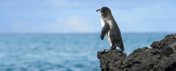 Here's why it's not too late to save our oceans