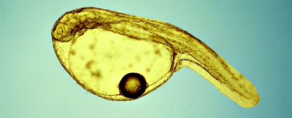 New genetic test knows which larvae will grow into the biggest fish