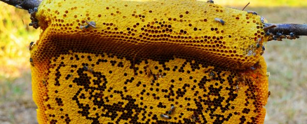 Humans have kept honeybees for at least 9,000 years, archaeological evidence suggests