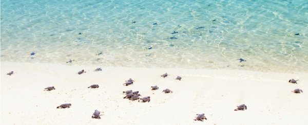 Climate change is turning 99% of these baby sea turtles female