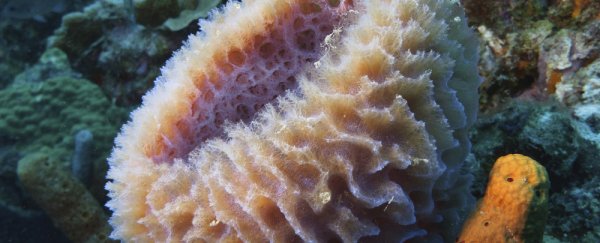 Sea sponge drug can give women with breast cancer an extra 5 months of life