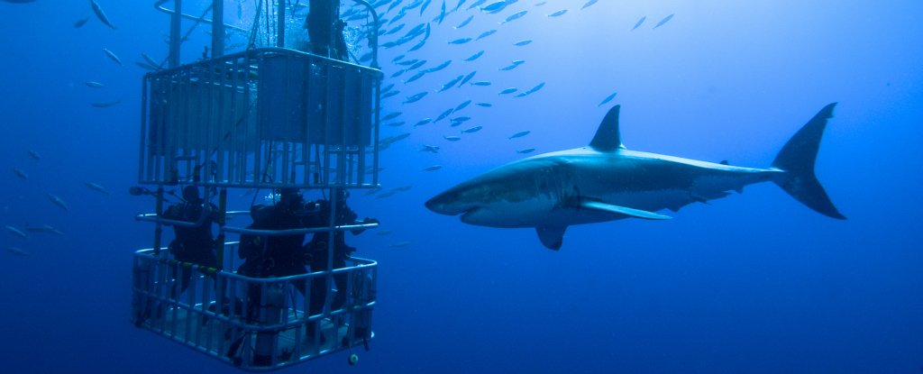 Yes, There's Been an Apparent Increase in Australian Shark Attacks. No