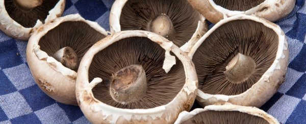 Researchers just made batteries from mushrooms... and they're surprisingly good