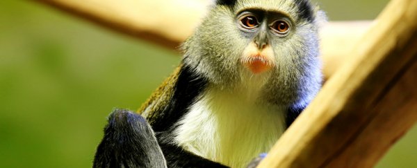 Scientists have translated a primate language into English