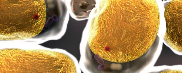 Fat cells change the nutrients they consume as they mature