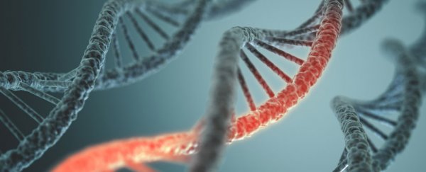 Scientists map genes that extend life by as much as 60 percent if deleted