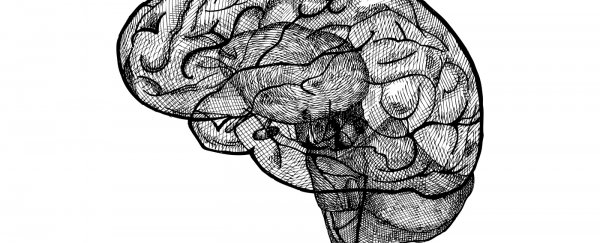 Genetic variants have been found that affect the shape of your brain