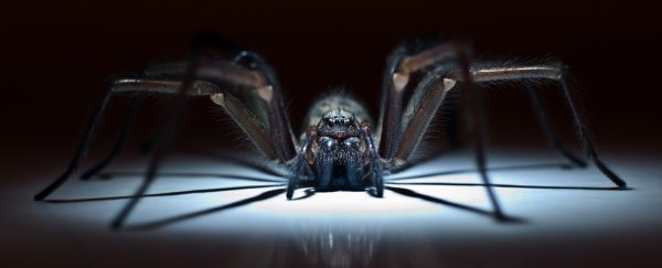 This spider-inspired detector can sense the flutter of a ladybird’s wings