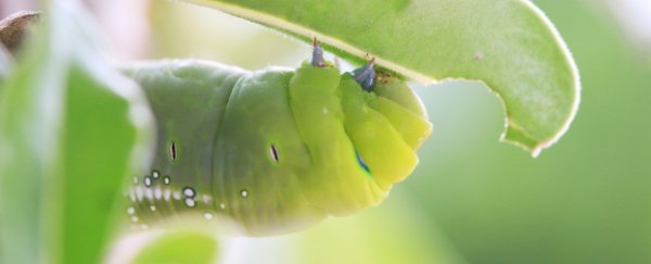Plants can "hear" themselves being eaten