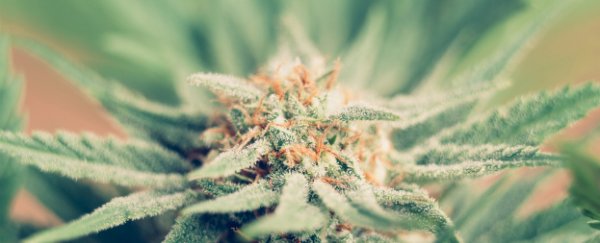 Cannabis has been used to shrink aggressive brain cancer in the lab