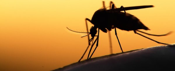 World’s first malaria vaccine approved by European regulators