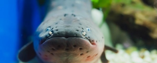 Watch this electric eel zap a biologist in the name of science