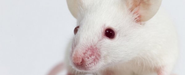 Miniature human intestines have been grown inside mice for the first time
