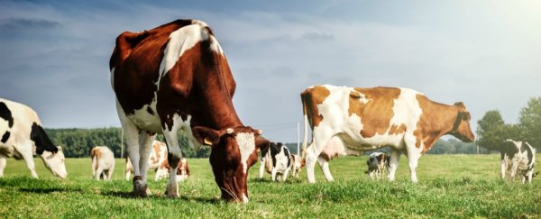 Here's how cows are helping researchers fight HIV