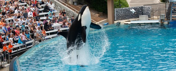 SeaWorld is phasing out the killer whale shows in its San Diego park