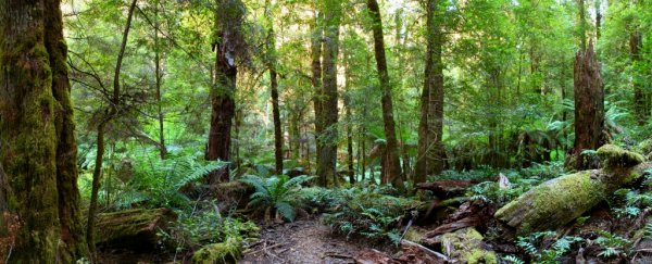 Exotic Australian plants have superpowers that can be used to clean up chemical spills
