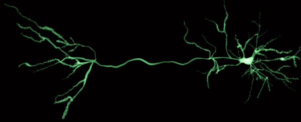 Scientists have built artificial neurons that fully mimic human brain cells