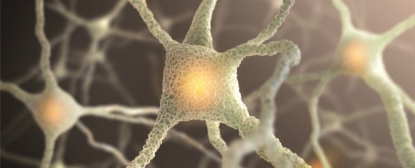 Asthma drug appears to rejuvenate elderly brains, rodent study finds