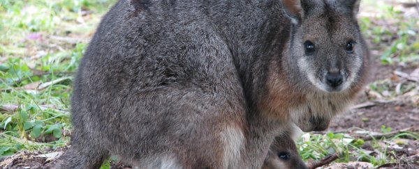 Australian researchers have mapped the genome of the first marsupial