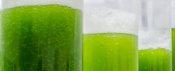 Scientists have developed a power cell that harnesses electricity from algae
