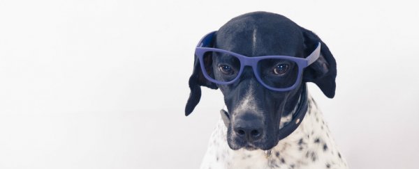 How dogs see the world compared to humans