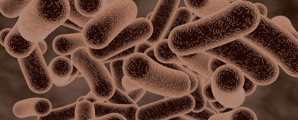 Vaginal bacteria can act as a ‘biological condom’ to trap HIV and STIs