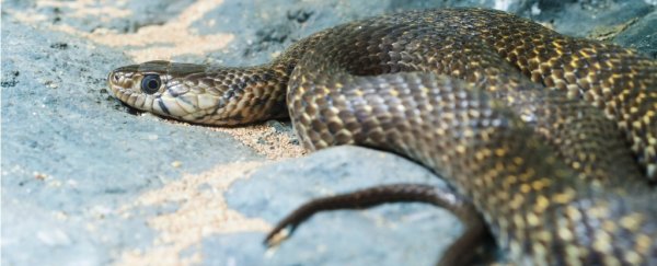 A child digging through a sandpit in Australia uncovered 7 deadly snake nests