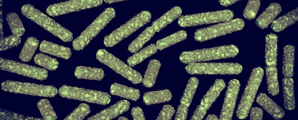 Scientists have figured out how to use bacteria as living hard drives